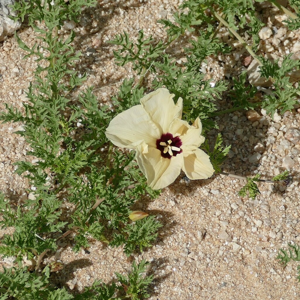 Distimake bipinnatipartitus