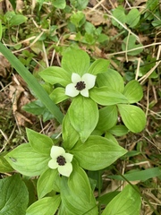Cornus unalaschkensis