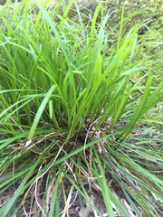 Carex pedunculata
