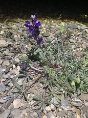 Lupinus flavoculatus
