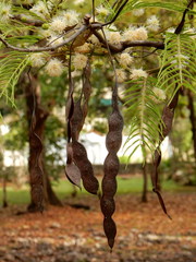 Anadenanthera peregrina