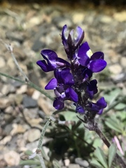 Lupinus flavoculatus