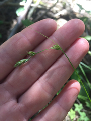 Carex deweyana
