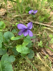 Viola langsdorffii