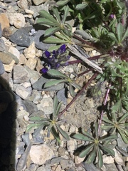 Lupinus flavoculatus
