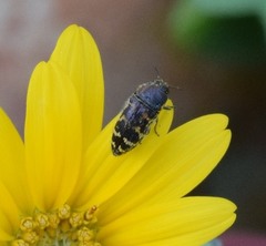 Acmaeodera mixta