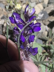 Lupinus flavoculatus