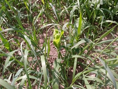 Zea mays mays