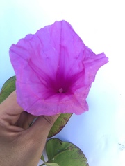Ipomoea asarifolia