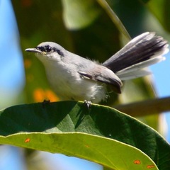 Rhipidura rennelliana