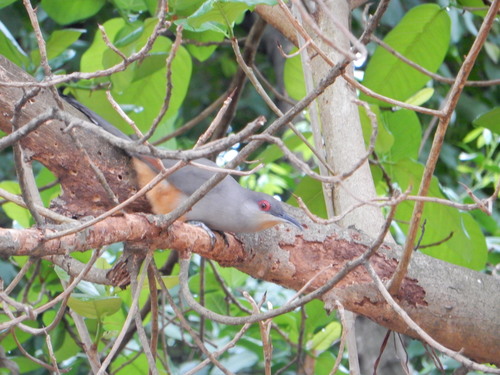 Coccyzus longirostris