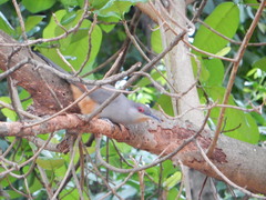 Coccyzus longirostris