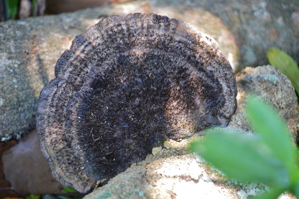 Hexagonia hydnoides · June 2019 · photo: © douglas-u-oliveira (iNaturalist, cc-by)