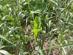 Zea mays mays