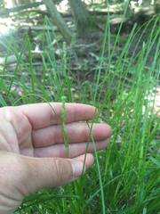 Carex vulpinoidea
