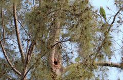 Amazona ventralis