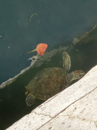 Green Sea Turtle photographed in Florida