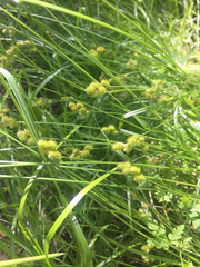 Carex bebbii