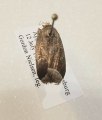 Capis curvata