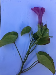 Ipomoea asarifolia
