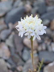 Chaenactis stevioides