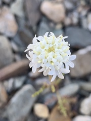 Chaenactis stevioides