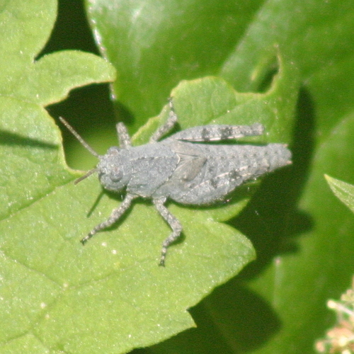 Carolina Grasshopper photo 5