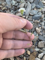 Chaenactis stevioides