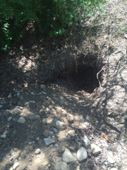 Vulpes vulpes fulvus