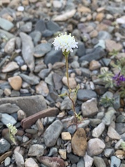 Chaenactis stevioides