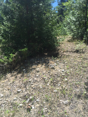 Vulpes vulpes fulvus