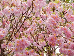 Tabebuia heterophylla