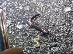 Hynobius arisanensis