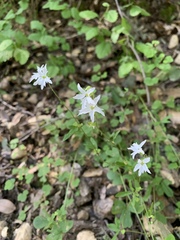 Lithophragma heterophyllum