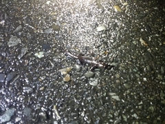 Hynobius arisanensis