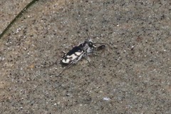 Cicindela latesignata