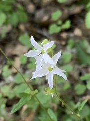 Lithophragma heterophyllum
