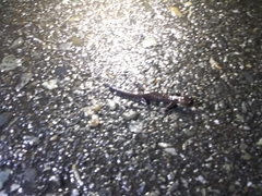 Hynobius arisanensis