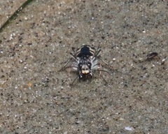 Cicindela latesignata