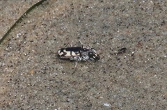 Cicindela latesignata