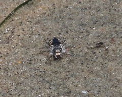 Cicindela latesignata