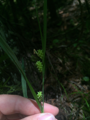 Carex granularis
