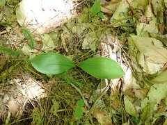 Clintonia borealis