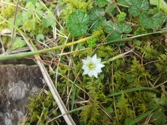 Gentiana flavomaculata