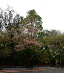 Tabebuia heterophylla