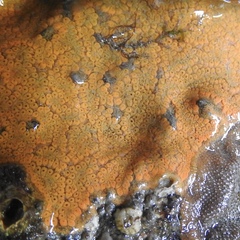 Styelidae