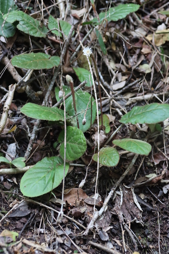 Image of Gerbera cordata by (c) Tony Rebelo, some rights reserved (CC BY-SA)