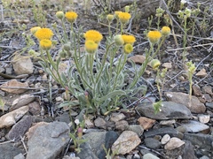 Erigeron aphanactis aphanactis