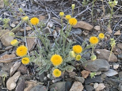 Erigeron aphanactis aphanactis