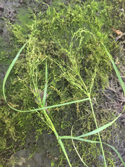 Poa alsodes